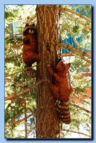 2-09 raccoon attached to tree-archive-0002